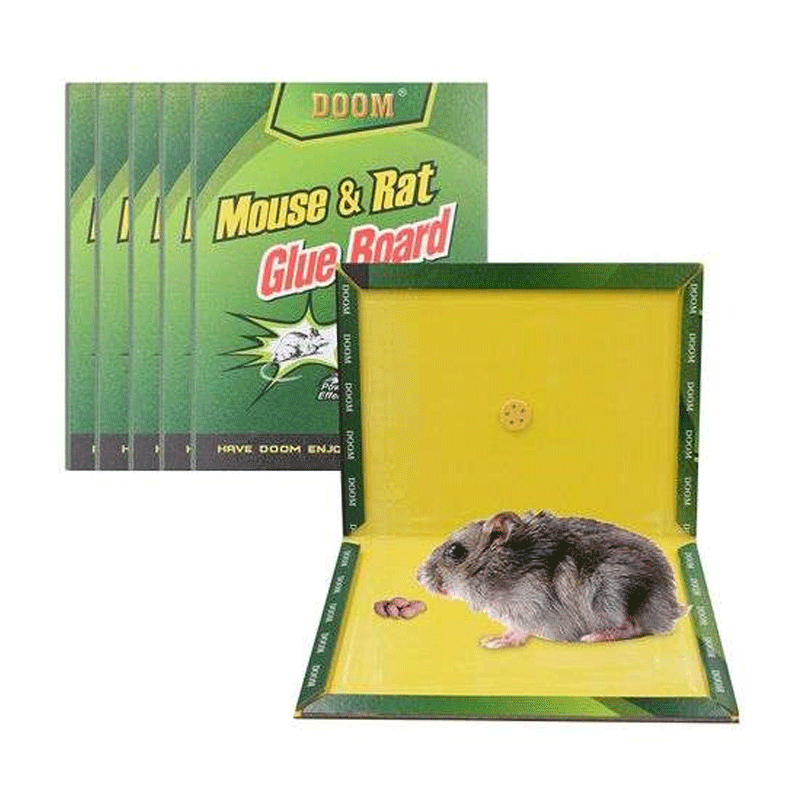 Colle Rat Livre Board Traps