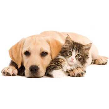 Animalerie Animalerie